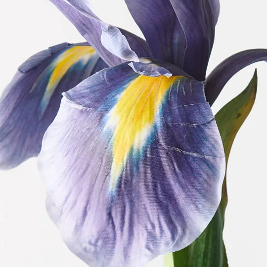 Iris Dutch Blue 78cm - Pack of 12