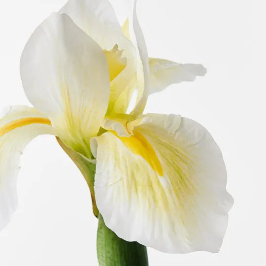 Iris Dutch White Yellow 78cm - Pack of 12