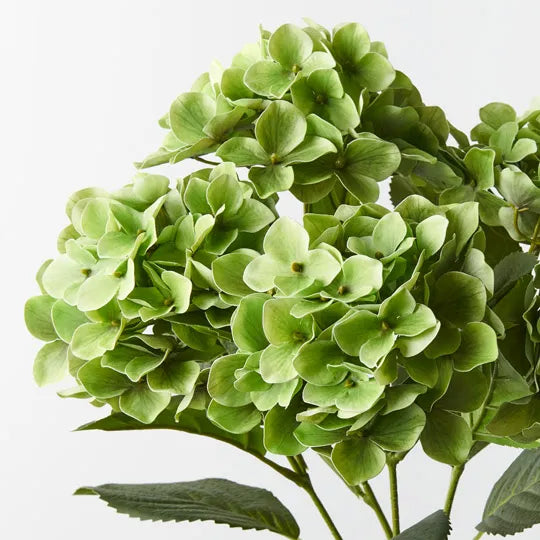 Hydrangea Bush Green 50cm - Pack of 12