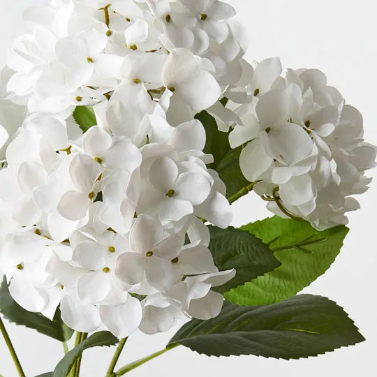 Hydrangea Bush White 50cm - Pack of 12