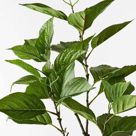 Hydrangea Leaf Spray Green 100cm - Pack of 12