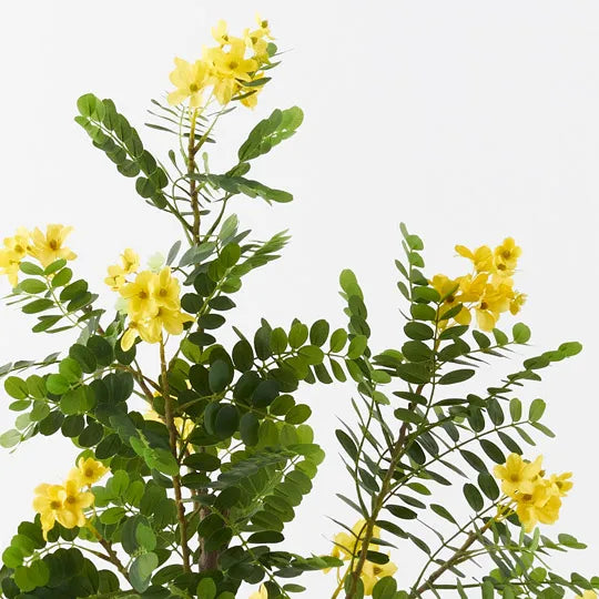 Cassia Glauca Yellow Tree 120cm - Pack of 2