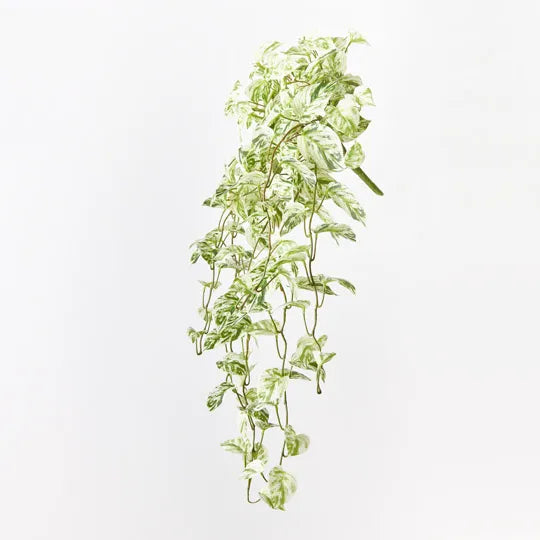 Pothos Marble Queen Hanging Bush White Green 91cm - Pack of 4