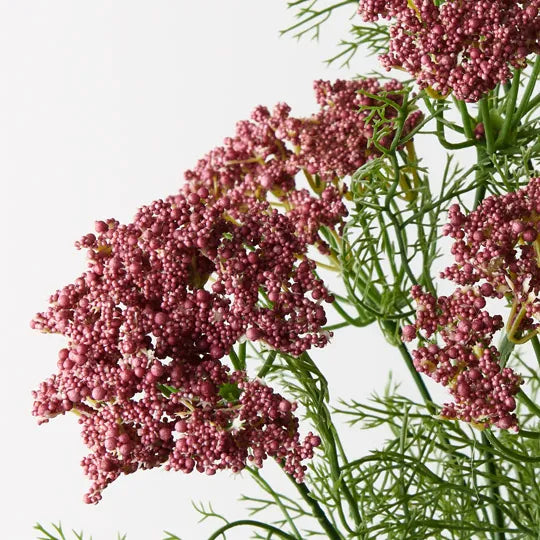 Queen Annes Lace Bush Pink 42cm - Pack of 12