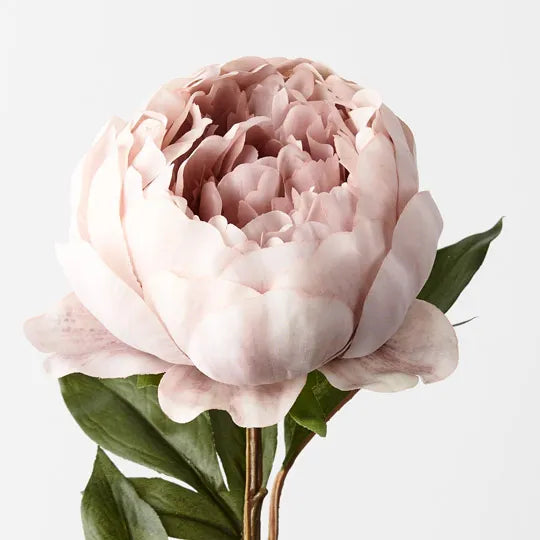 Peony Dusty Pink 64cm - Pack of 12