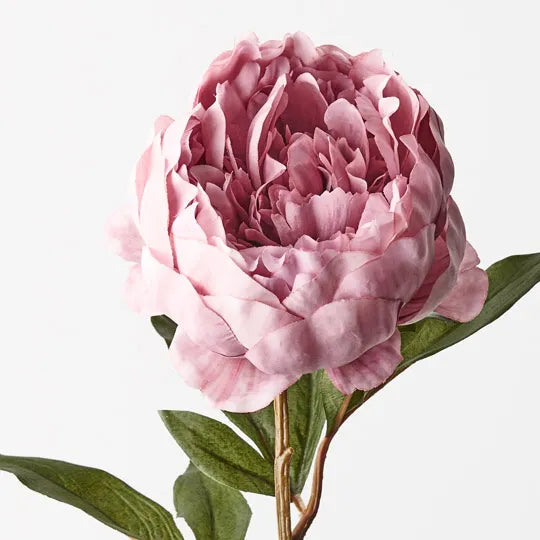 Peony Pink 64cm - Pack of 12