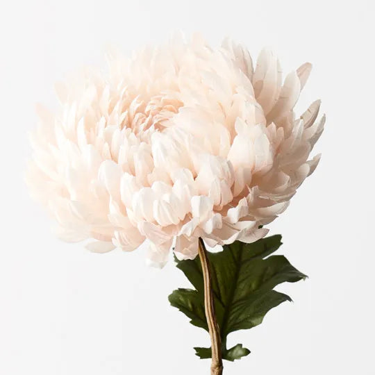Chrysanthemum Cream 76cm - Pack of 12