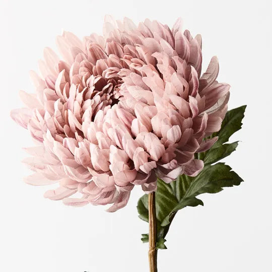 Chrysanthemum Dusty Pink 76cm - Pack of 12