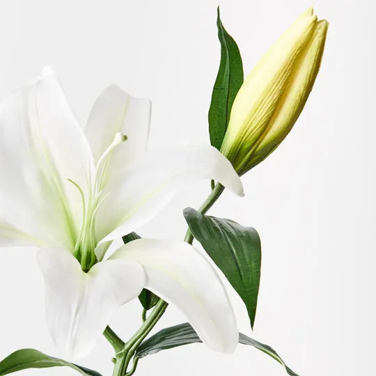 Casablanca Lily White 69cm - Pack of 12