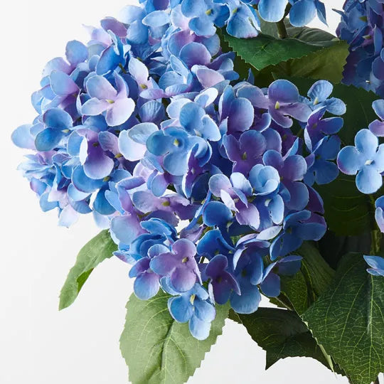 Hydrangea Bush Royal Blue 46cm - Pack of 12