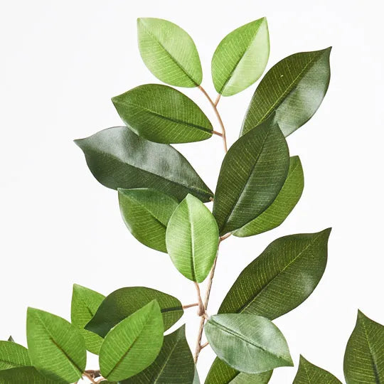 Ficus Retusa Leaf Spray Green 64cm - Pack of 24
