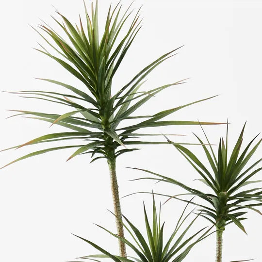 Yucca Plant Green 150cm - Pack of 2