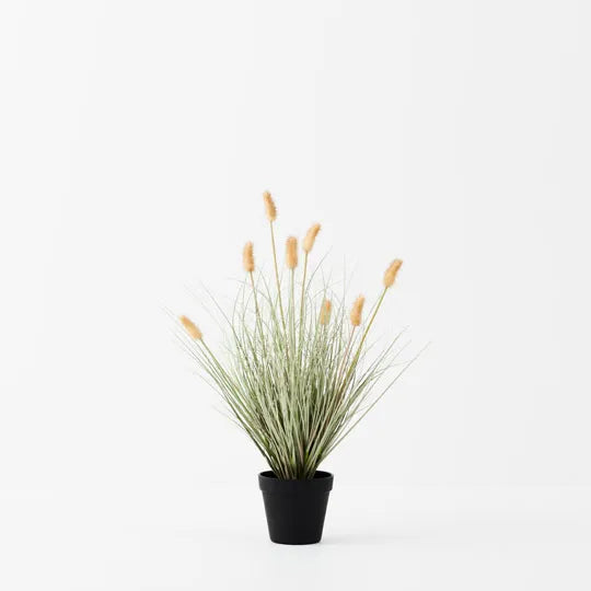 Bunny Tail Grass Plant Cream 80cm - Pack of 2