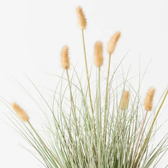 Bunny Tail Grass Plant Cream 80cm - Pack of 2