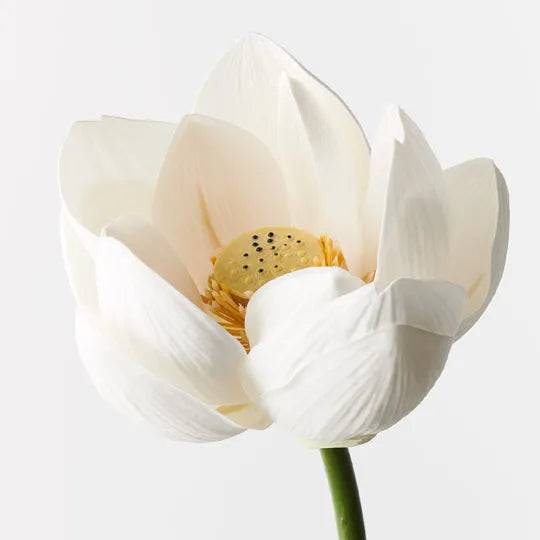 Lotus Flower White 66cm - Pack of 12