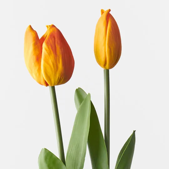 Tulip Bud & Bloom Orange 49cm 2 Pieces - Pack of 12