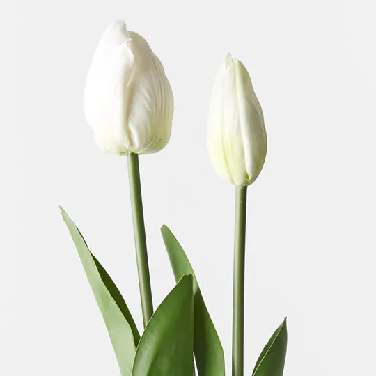 Tulip Bud & Bloom White 49cm 2 Pieces - Pack of 12