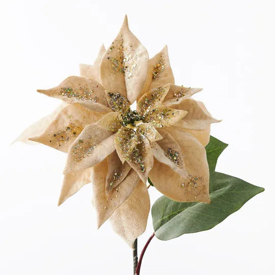 Poinsettia Velvet Champagne 71cm - Pack of 12