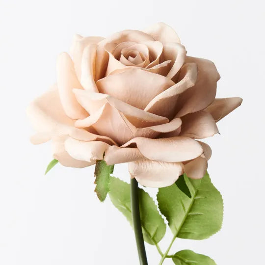 Rose Hannah Latte 75cm - Pack of 12