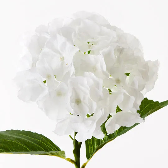 Hydrangea White 52cm - Pack of 12