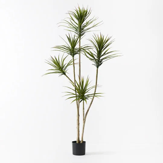 Yucca Green 180cm Plant - Pack of 2