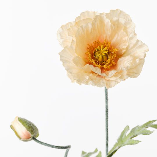 Poppy Iceland Spray Peach 74cm Pack of 24
