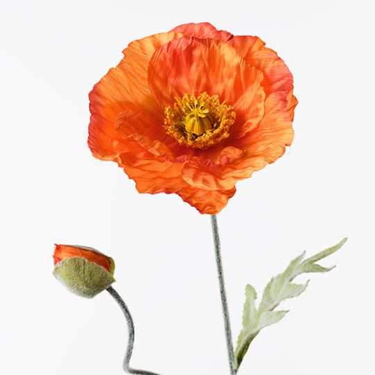 Poppy Iceland Spray Orange 74cm Pack of 24
