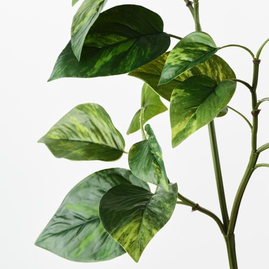 Pothos Spray Variegated Green 69cm Pack of 12