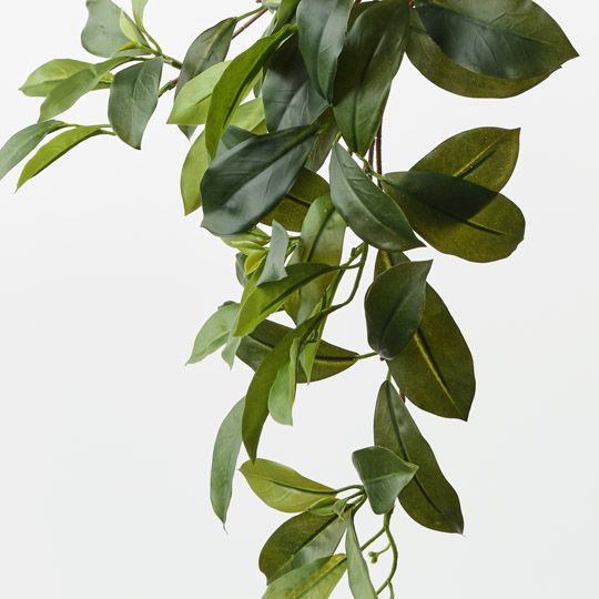 Fagraea Ceilanica Hanging Bush Green 65cm Pack of 12