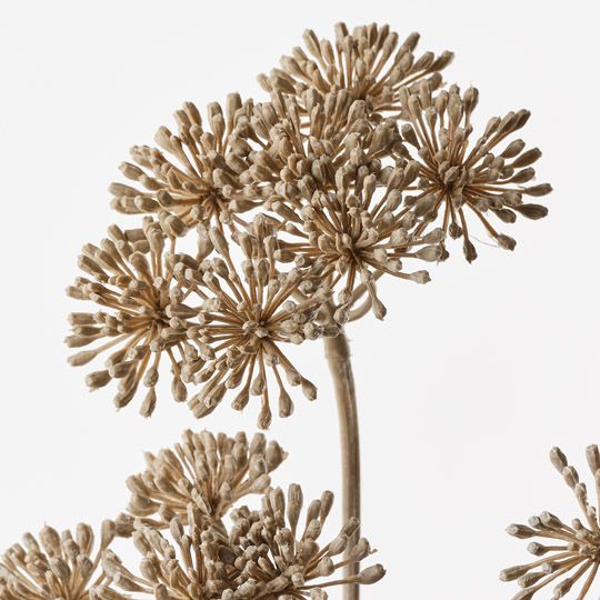 Heracleum Spray Natural 84cm Pack of 12