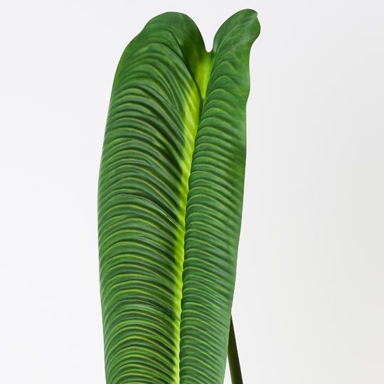 Anthurium Veitchii Leaf Green 81cm Pack of 12