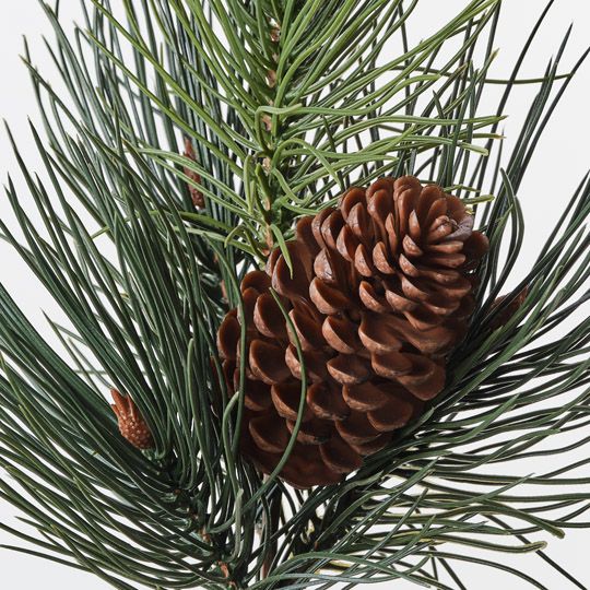 Needle Pine Cone Pick Green 36cm Pack of 12