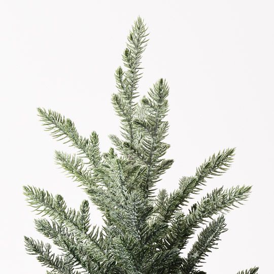 Tree Norfolk Snow in pot Green White 53cm Pack of 6