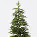 Artificial Norfolk Pine Tree in Pot 152cm Green - Pack of 2 - FLORA DESIGNS