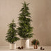 Artificial Norfolk Pine Tree in Pot 152cm Green - Pack of 2 - FLORA DESIGNS