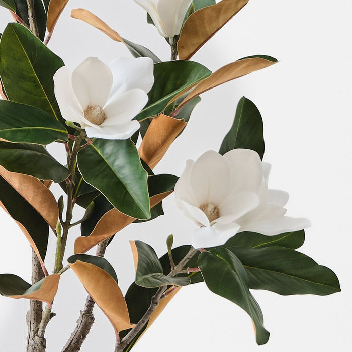 Magnolia Tree White Green 120cm Pack of 2