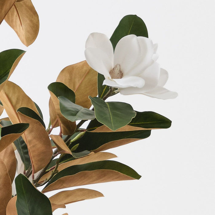 Magnolia Tree White Green 190cm