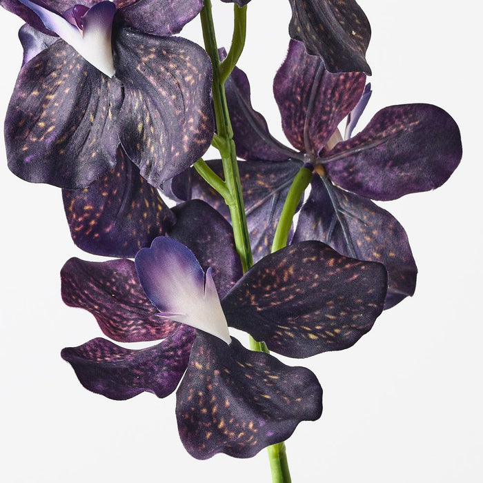 Orchid Vanda Dark Purple 62cm Pack of 12