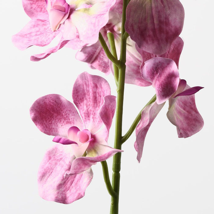 Orchid Vanda Hot Pink 62cm Pack of 12