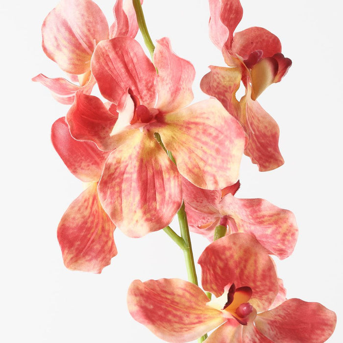 Orchid Vanda Orange Yellow 62cm Pack of 12