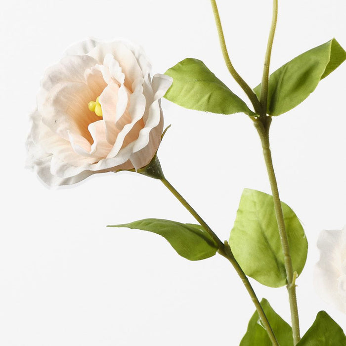 Lisianthus Champagne 72cm Pack of 12