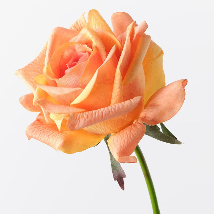 Rose Kim Orange 65cm Pack of 12