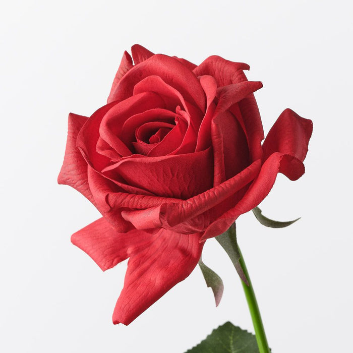 Rose Kim Red 65cm Pack of 12