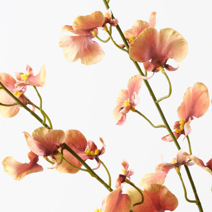 Orchid Dancing Mustard Green 98cm Pack of 12