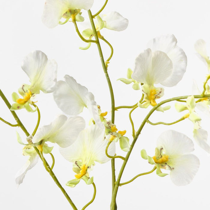 Orchid Dancing White Green 98cm Pack of 12