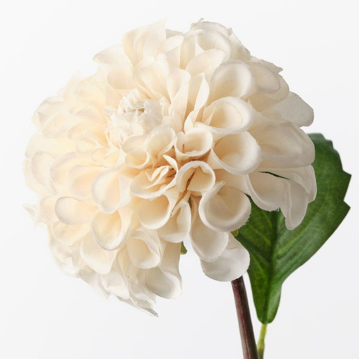 Dahlia Pompon Cream 58cm Pack of 12
