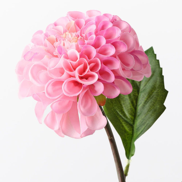 Dahlia Pompon Hot Pink 58cm Pack of 12