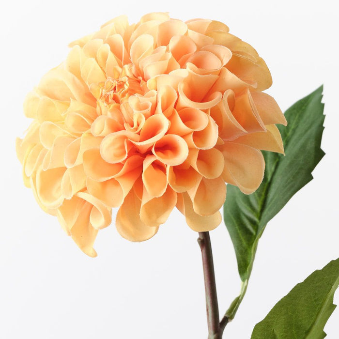 Dahlia Pompon Orange 58cm Pack of 12