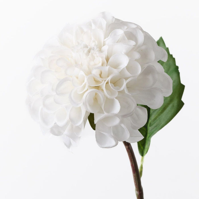 Dahlia Pompon Winter White 58cm Pack of 12