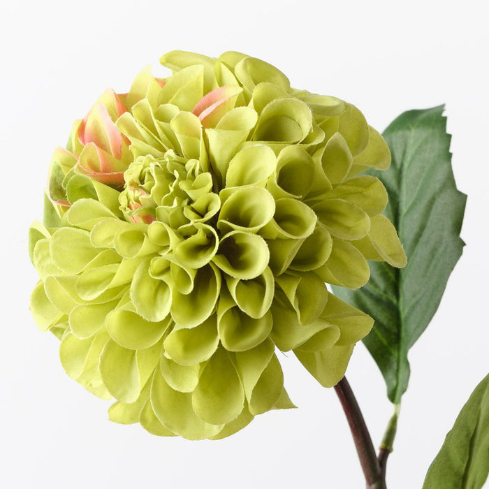 Dahlia Pompon Green 58cm Pack of 12